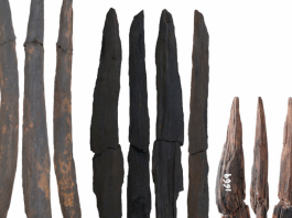 photo of several wooden digging sticks