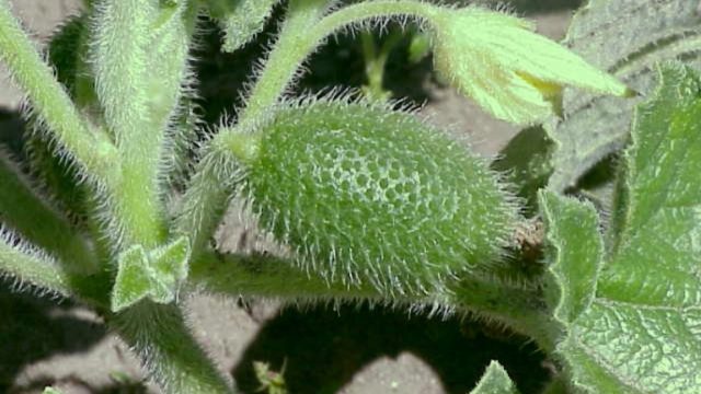 Watch-this-cucumber-squirt-out-its-seeds-at-ballistic-speeds.jpg close-up of a prickly squirting green cucumber