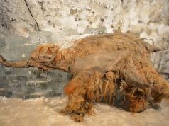 World’s oldest RNA extracted from Ice Age woolly mammoth Image of a small, badly damaged mammoth, showing long reddish brown fur.