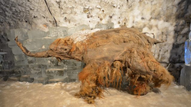 Worlds-oldest-RNA-extracted-from-Ice-Age-woolly-mammoth.jpg Image of a small, badly damaged mammoth, showing long reddish brown fur.